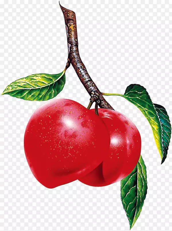 巴巴多斯樱桃浆果苹果樱桃
