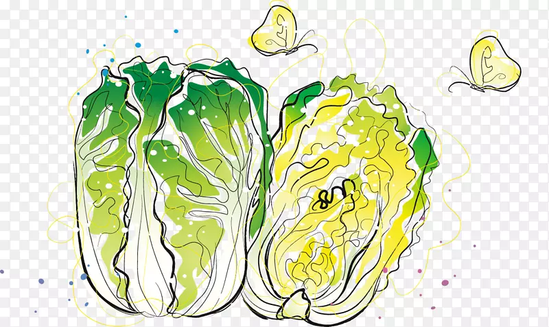 大白菜-卡通画新鲜卷心菜