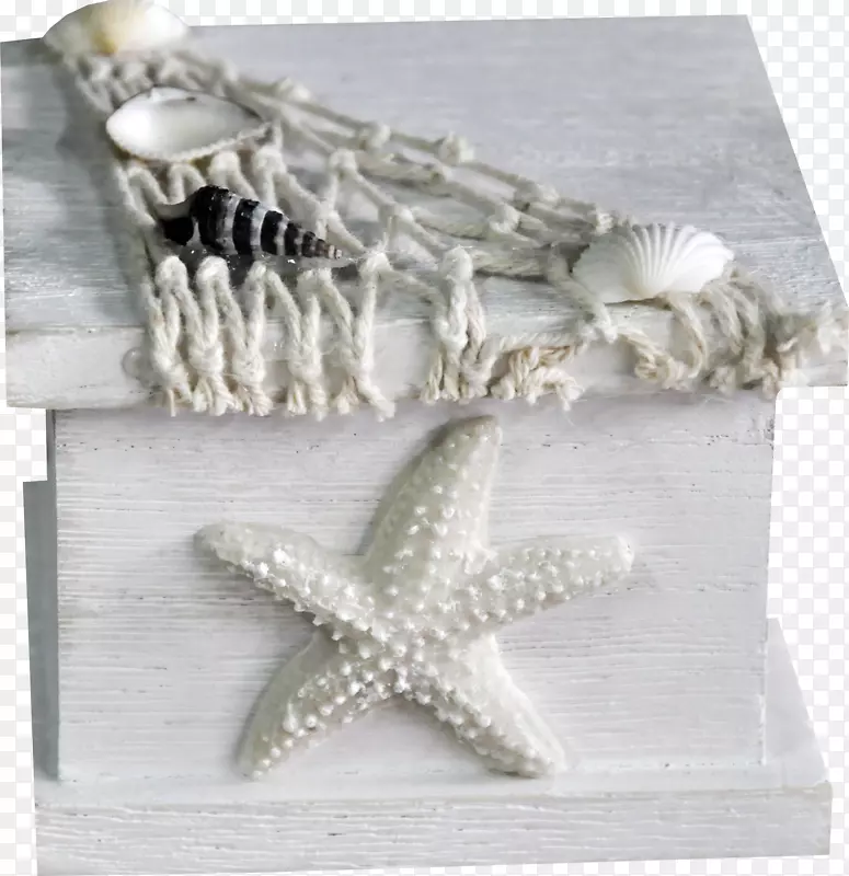 海贝壳摄影剪贴画-木河海星