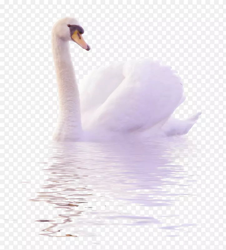 雪尼尼鸭夹艺术-白天鹅在水中游来自由的png形象。