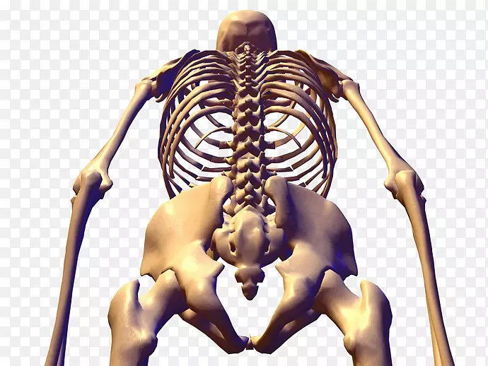 人体骨骼解剖骨盆-人体骨骼