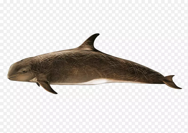 图库西海豚-一只海豚