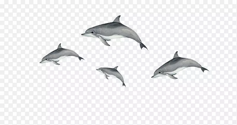 短喙普通海豚图库溪普通宽吻海豚江豚漂浮海豚