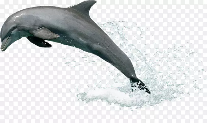 乌克兰海豚-海豚跳出水面