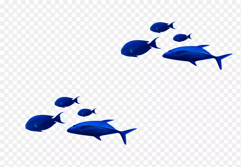 海军蓝热带鱼海豚-深蓝色热带鱼装饰图案