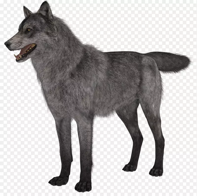 拉布拉多猎犬北极狼小狗夹艺术-狼犬