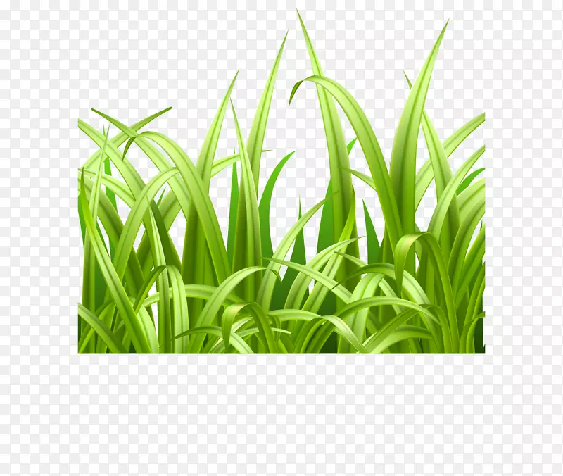 Adobe插画-绿色，新鲜草