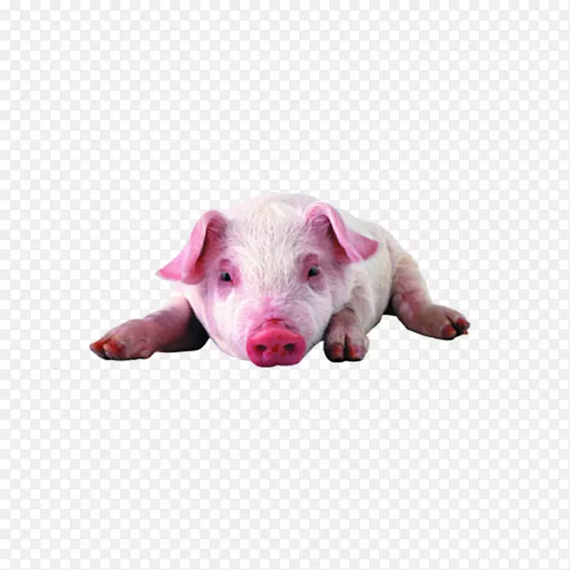 小型猪高清电视高清视频显示分辨率墙纸粉红猪