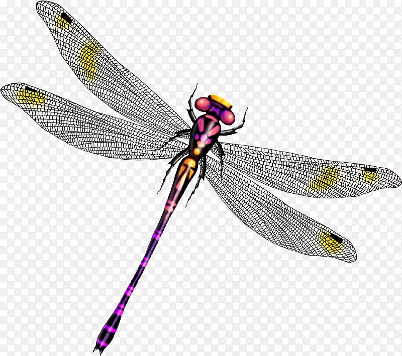 蜻蜓剪贴画-美丽的蜻蜓翅膀