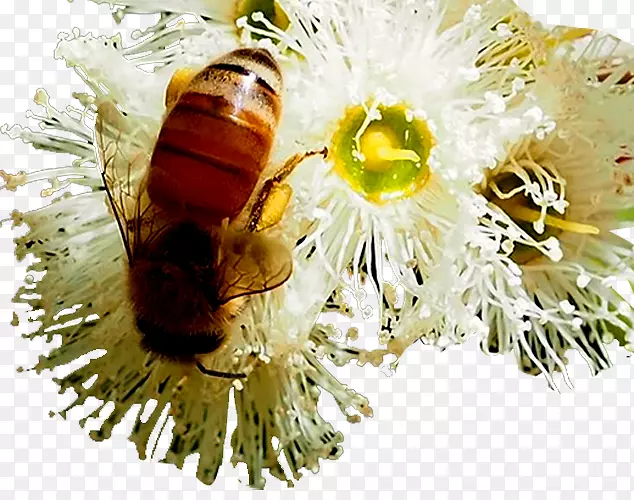 蜂蜜，蜜蜂，桉树，蜜蜂花