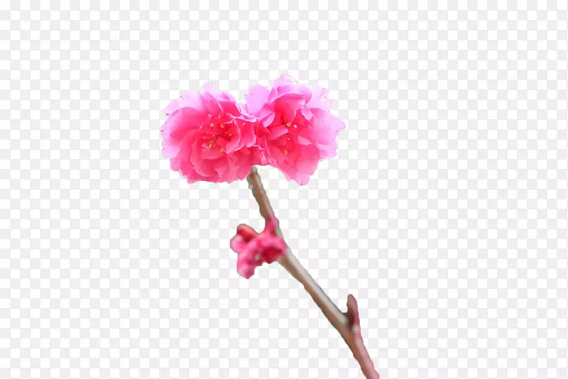 樱花粉红色下载-粉红色樱花