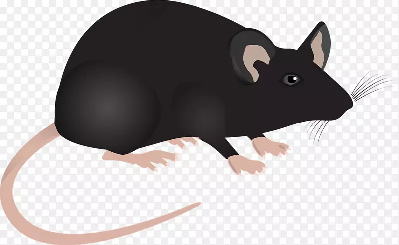 老鼠实验室老鼠-老鼠装饰