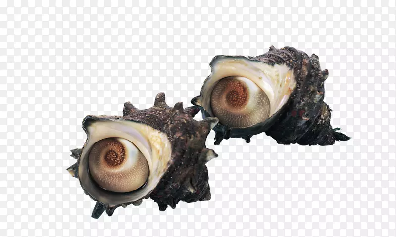 海鲜贻贝蟹海螺滩海螺