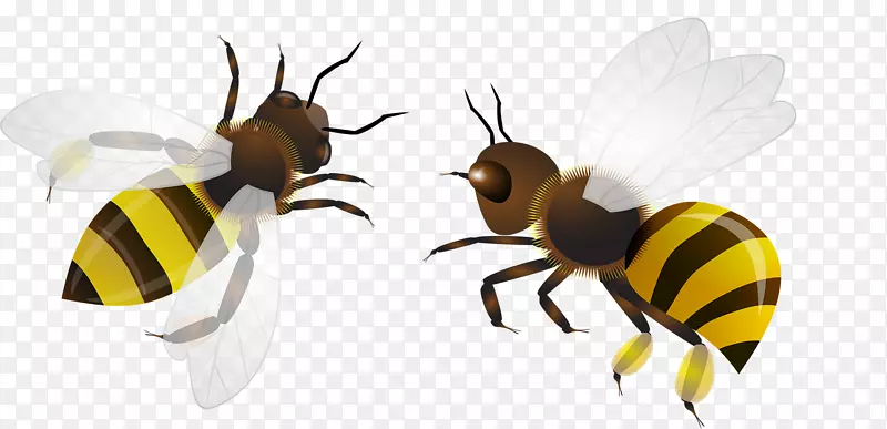 蜜蜂昆虫剪贴画-蜜蜂飞行