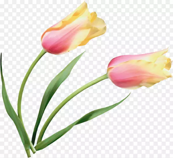 郁金香花画剪贴画.郁金香材料