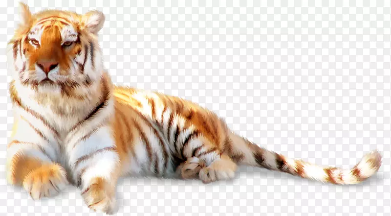 西伯利亚虎猫科胡须猫卧虎