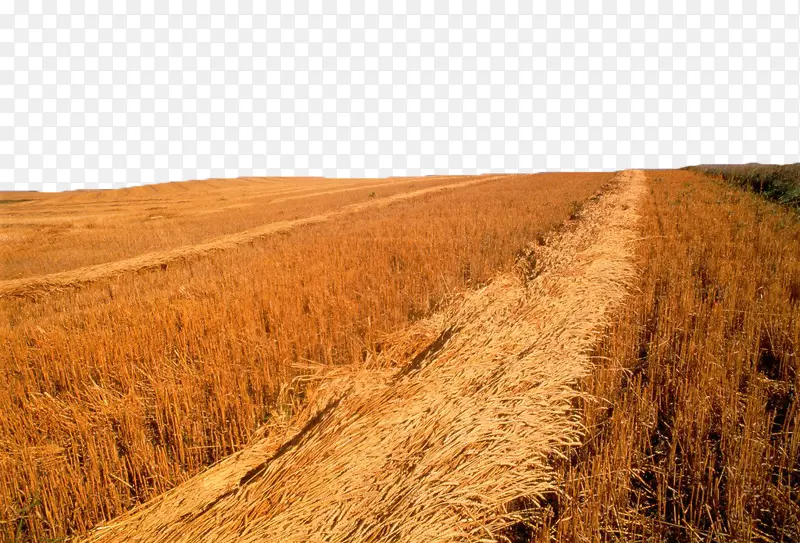 Saskatoon小麦收获摄影墙纸-金色麦田