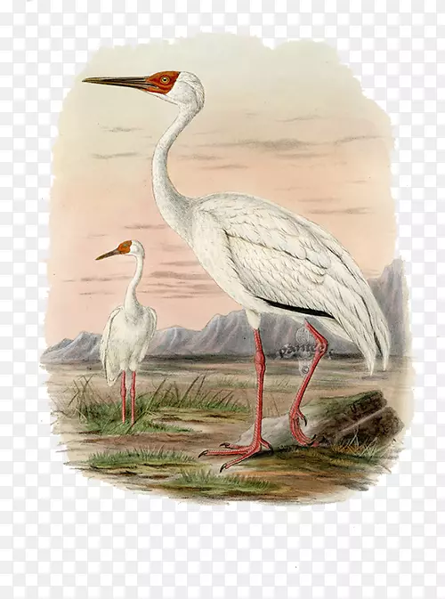 鹤，欧洲鸟类的历史：包括居住在西部古星区的所有物种-白鹤无花果。