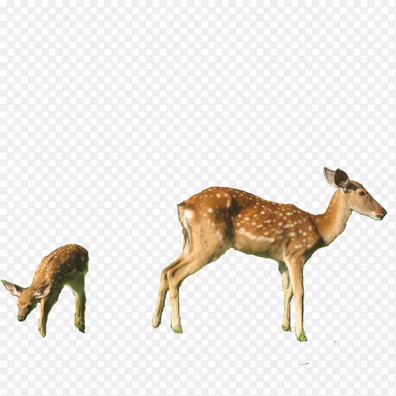 白尾鹿、马鹿、麝香鹿、梅花鹿-无花果鹿