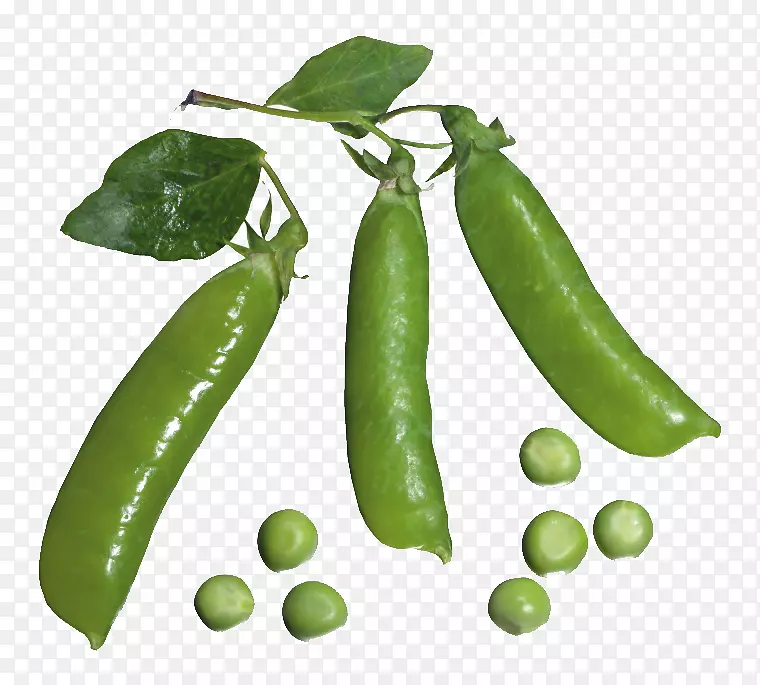豌豆植物剪辑艺术-豆荚和豌豆
