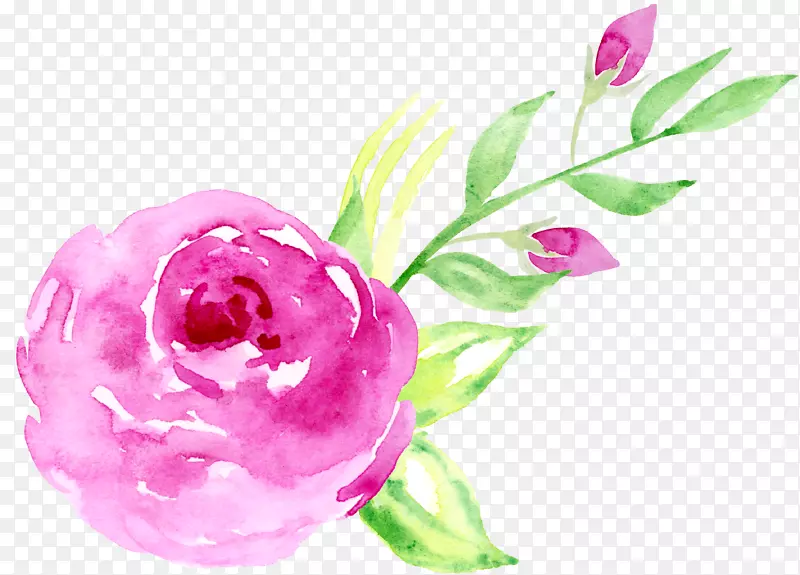 花设计海滩玫瑰粉红色水彩画.手绘水彩玫瑰装饰元素