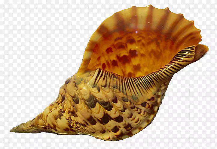 贝壳螺沙软体动物无壳螺拉料