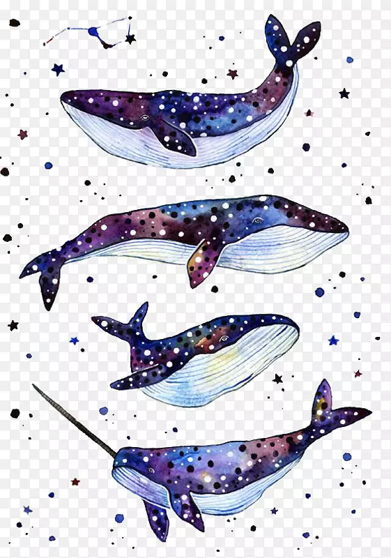 鲸鲨纸纹身鲸鲨-蓝鲸