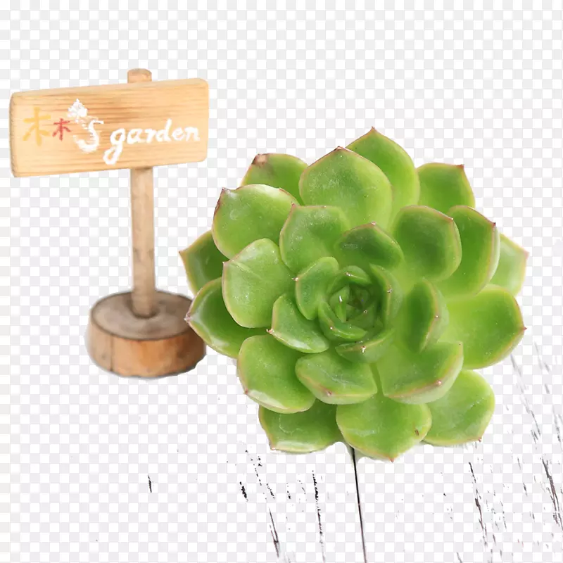 芦荟室内植物-芦荟绿色植物