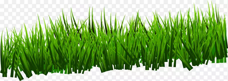 绿色草地-绿色和简单的草地
