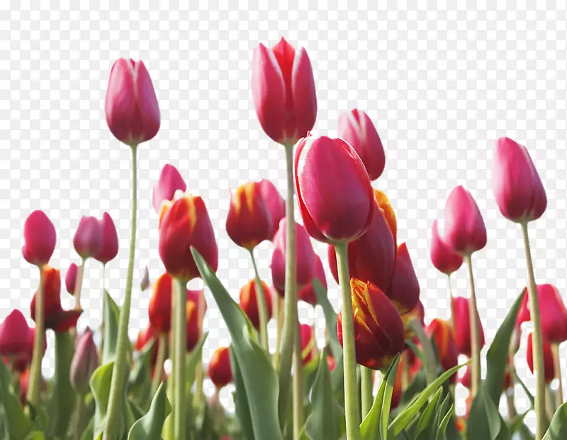 英迪拉甘地纪念郁金香花园粉色花朵-美丽的郁金香