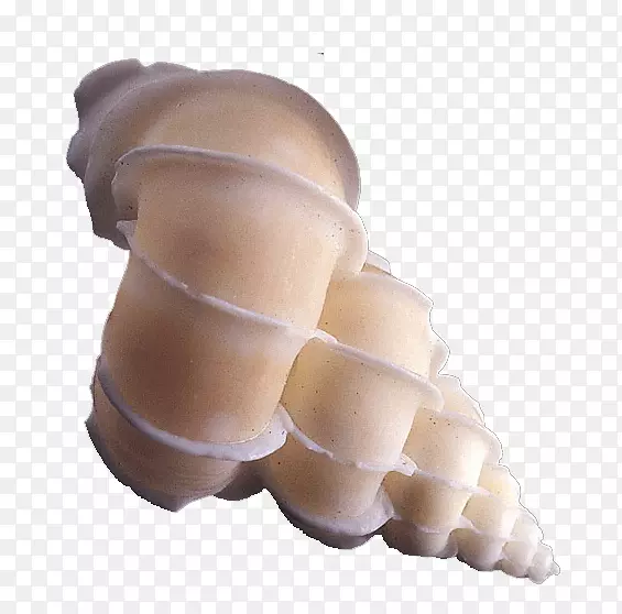 海螺螺旋海螺