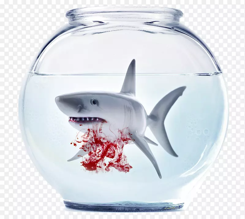暹罗斗鱼金鱼水族馆鲨鱼嗜血大白鲨