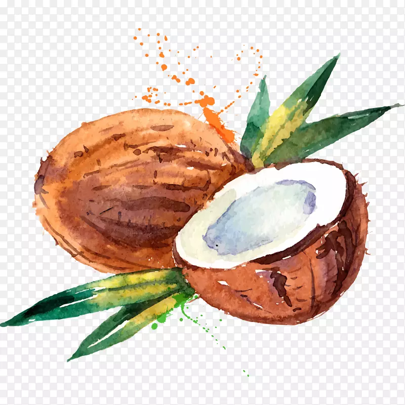 椰子水椰奶水彩画.手绘水彩椰子