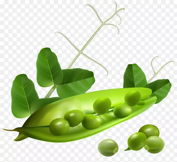 豌豆夹艺术-豌豆荚绿叶