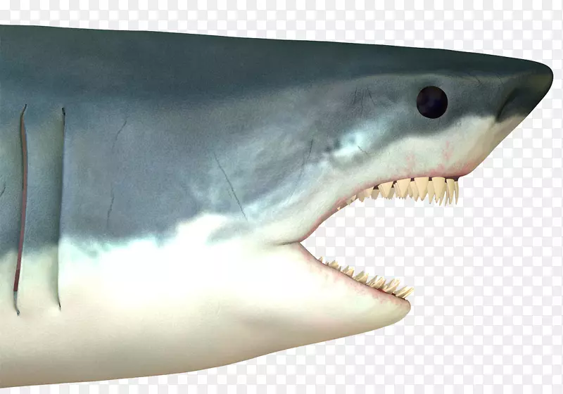 大白鲨攻击摄影图-大白鲨图片