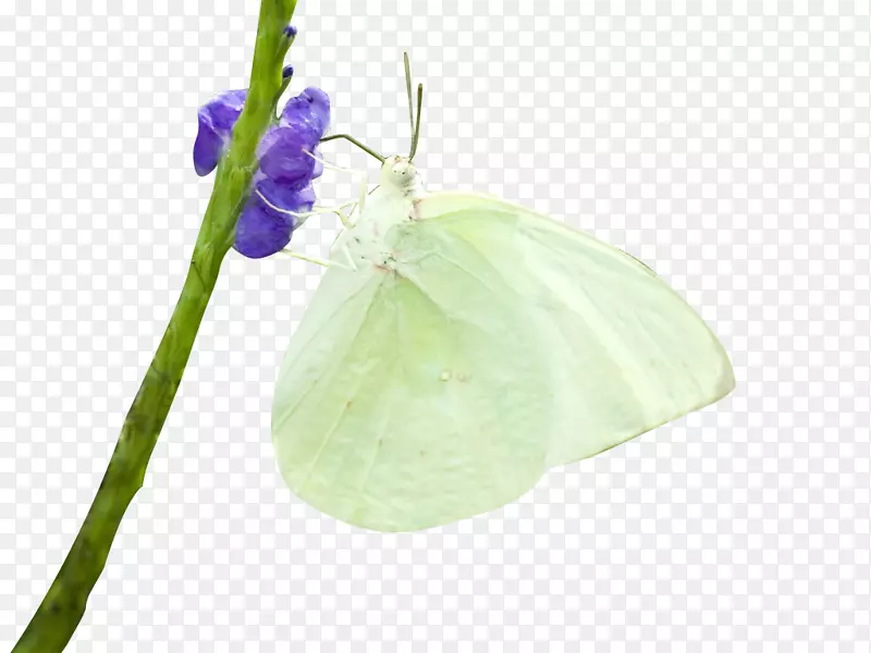 蝴蝶昆虫-白色蝴蝶