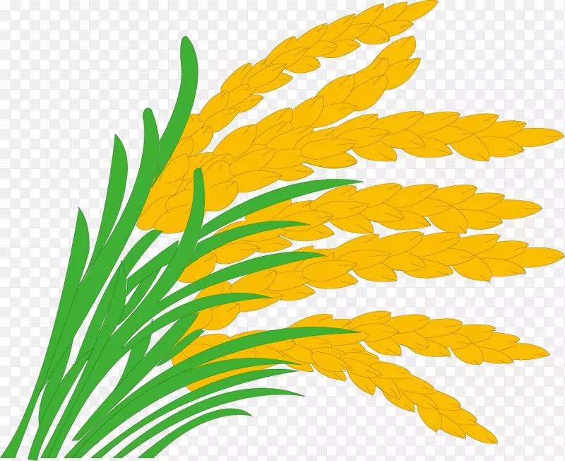 稻田草剪艺术-稻谷，水稻，河套，水稻