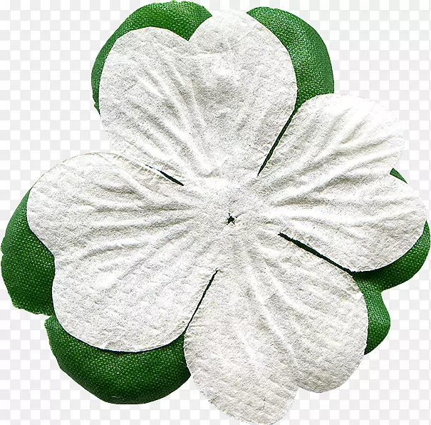 白色三叶草绿色谷歌图片-绿色白色三叶草