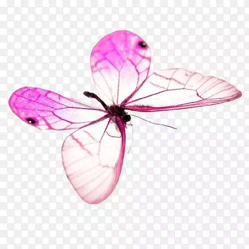 蝴蝶-粉红色蝴蝶
