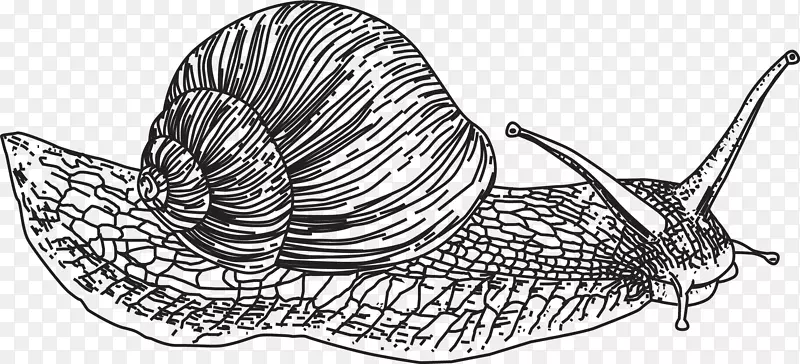 蜗牛绘图.蜗牛轮廓画
