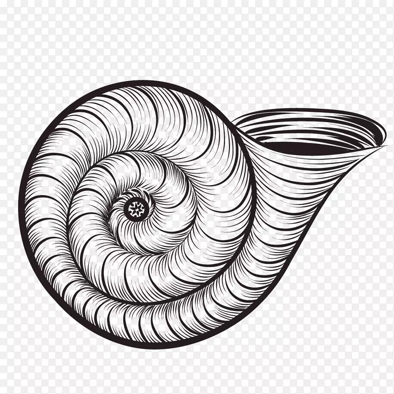 卡拉科尔海船蜗牛手绘精美蜗牛壳