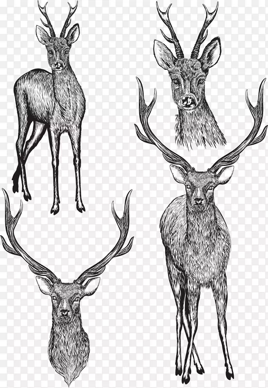 绘画摄影插图.手绘鹿