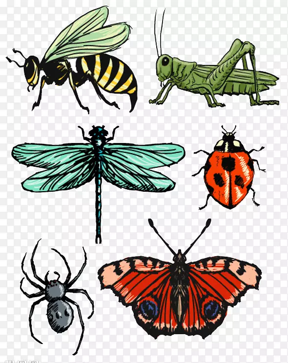 昆虫蝴蝶画夹艺术.卡通昆虫