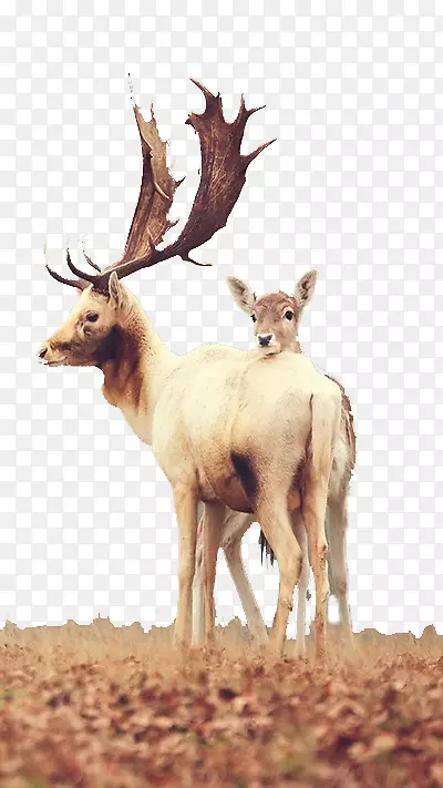 马鹿，白尾鹿，骡子，鹿壁纸，鹿妈妈和小鹿