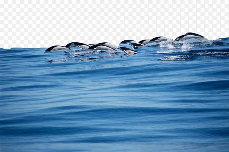 南露脊鲸海豚泛热带斑点海豚凯库拉-一群海豚