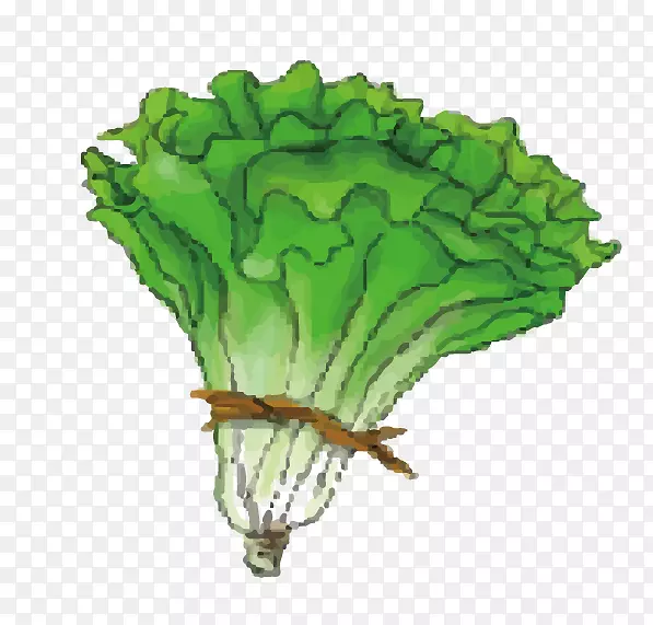 甘蓝叶蔬菜生菜-卡通绿色卷心菜