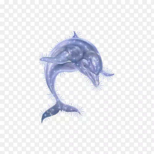 大洋海豚-带刺海豚