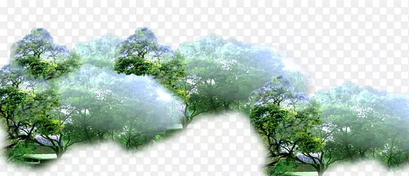 亚马逊热带雨林树枝-森林