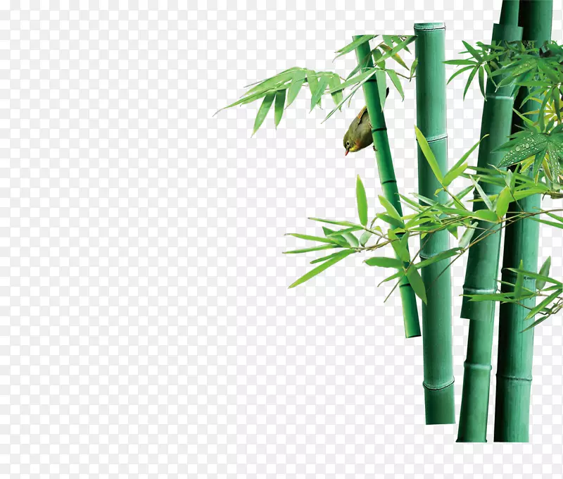 绿竹-绿竹PNG图片素材下载_图片编号218169-PNG素材网