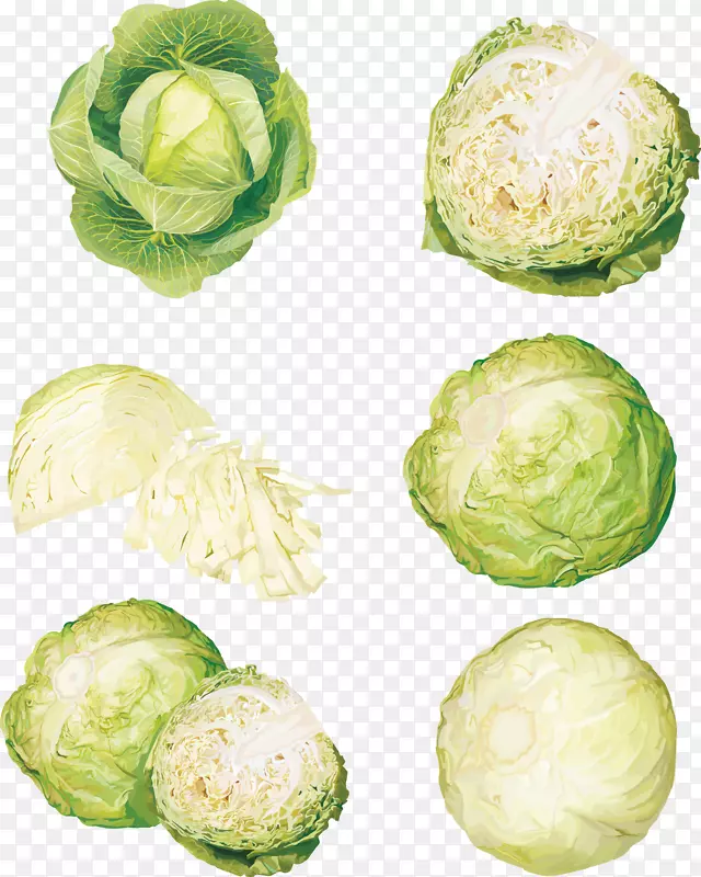 蔬菜卷心菜食品插图.卷心菜的各种载体